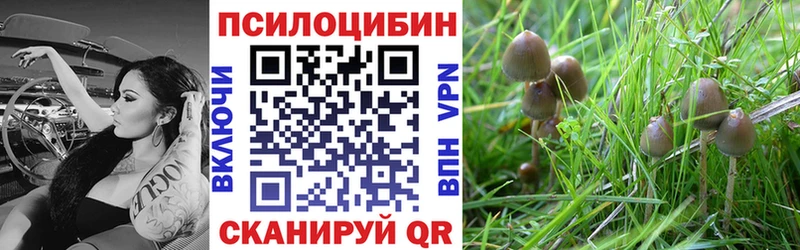 где найти наркотики  Сунжа  kraken ссылки  Псилоцибиновые грибы прущие грибы 