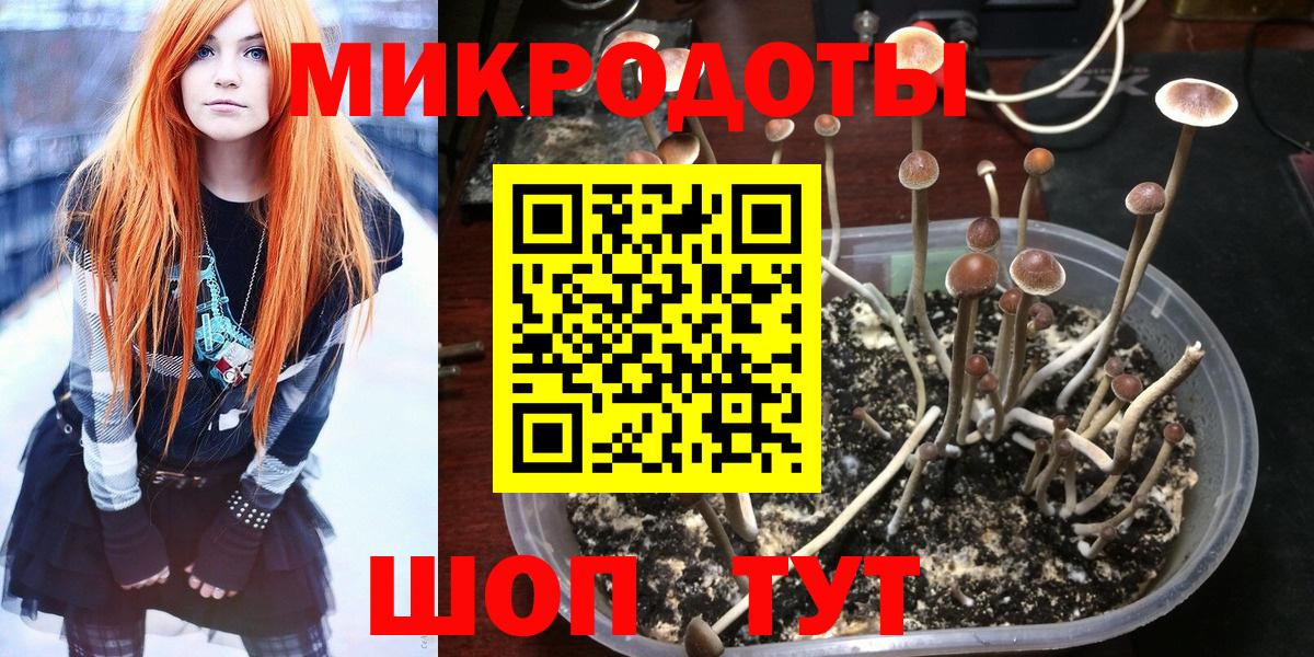 Псилоцибиновые грибы Cubensis  Сунжа 